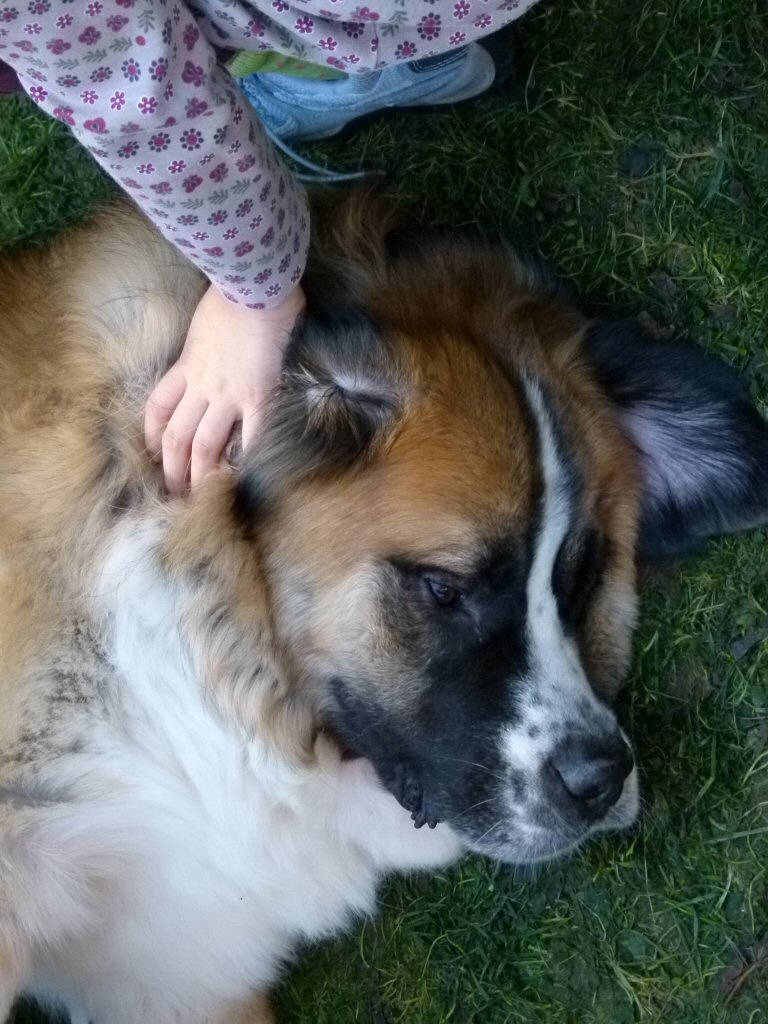 St. Bernard