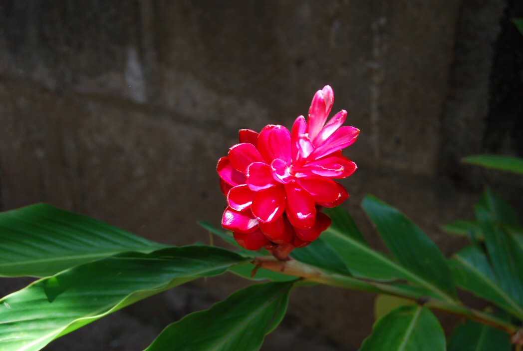 Beautiful Flower in Heydi's Yard