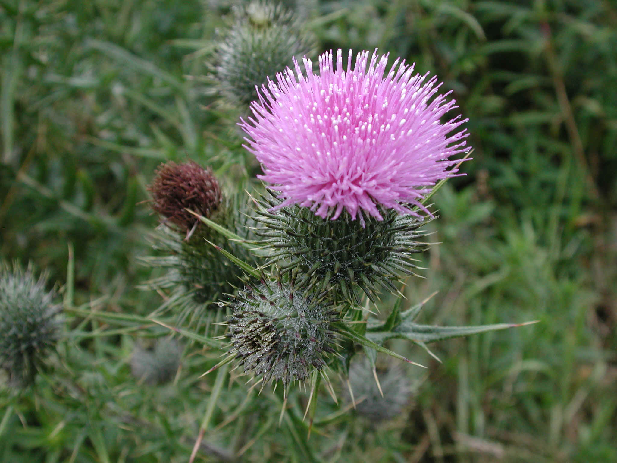 Thistle