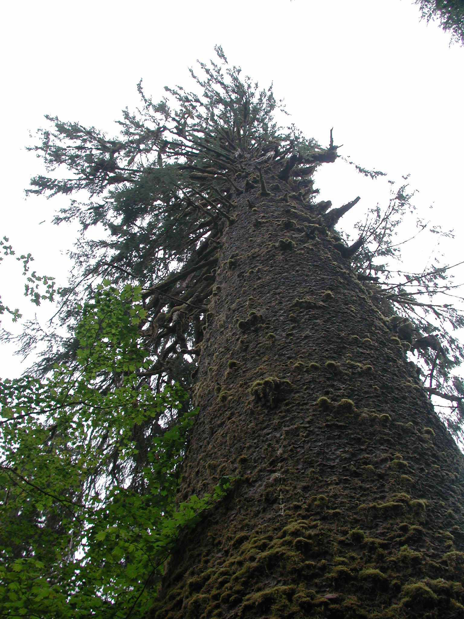 DSCN4617.JPG (1013288 bytes)