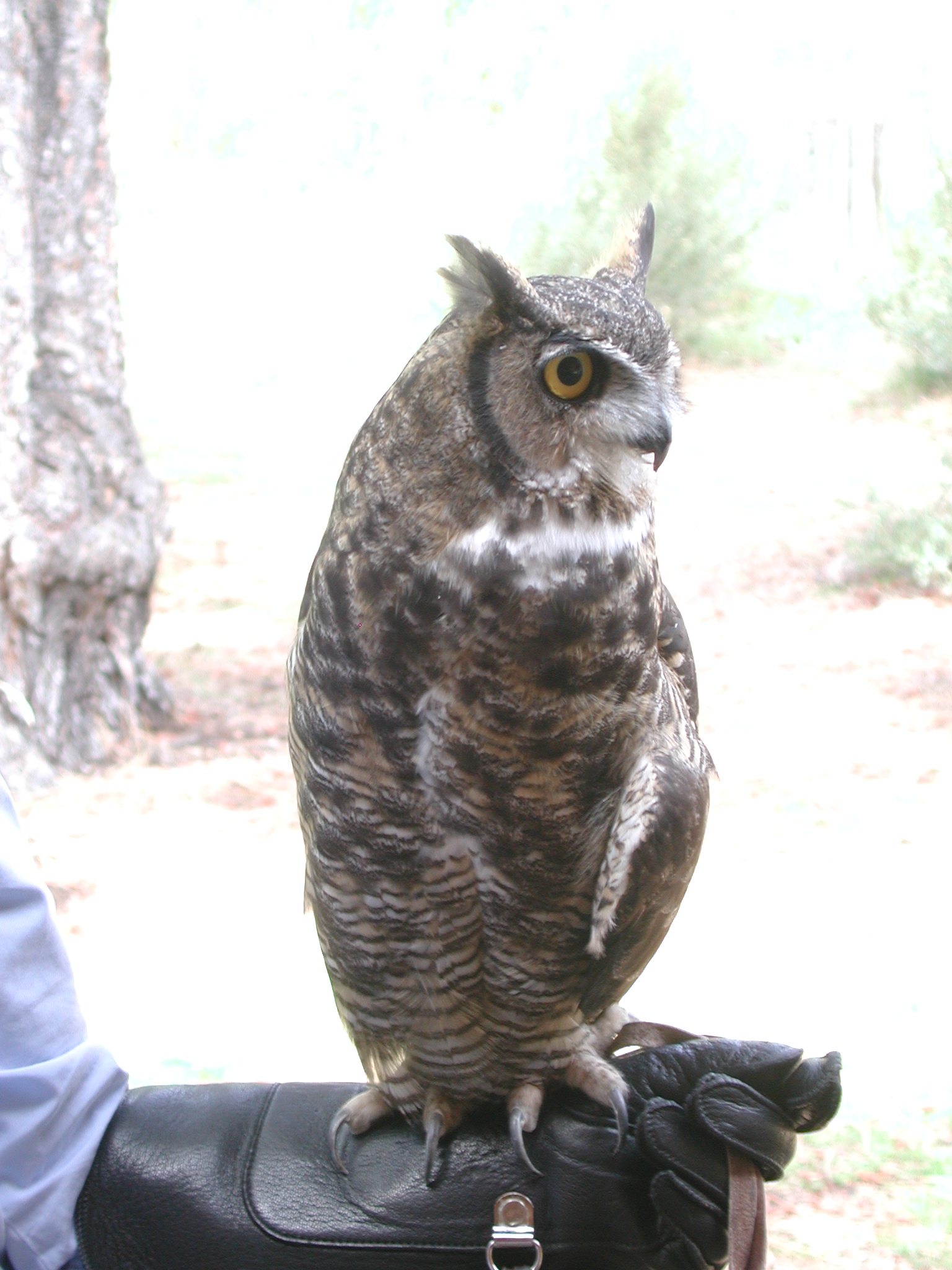 Great Horned Owl