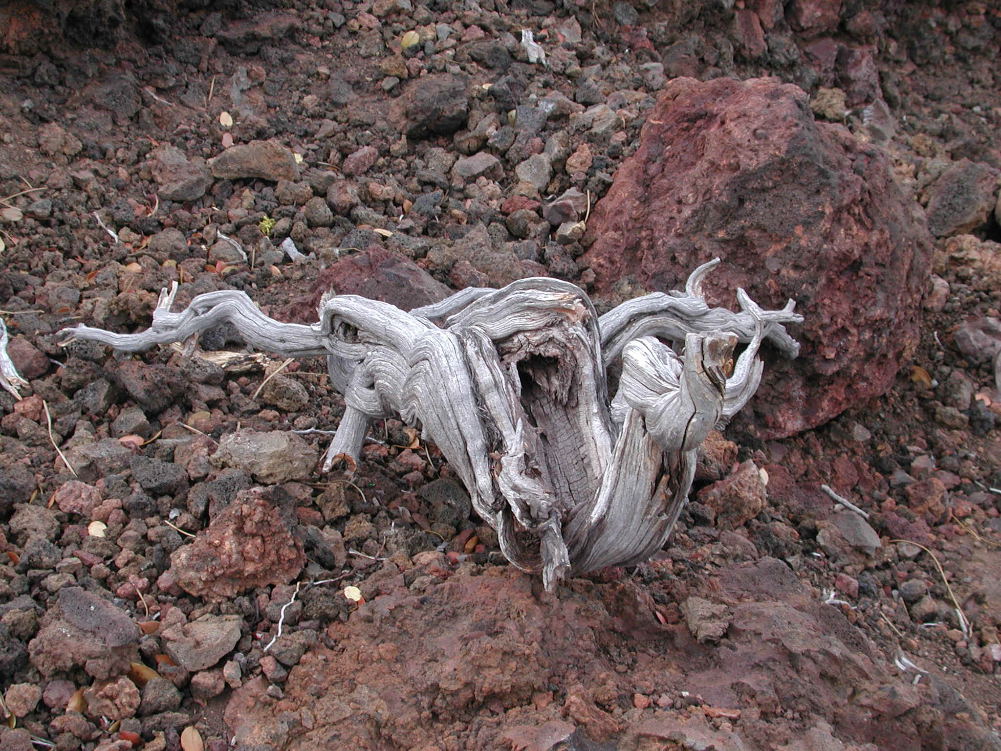 DSCN4801.JPG (1136810 bytes)