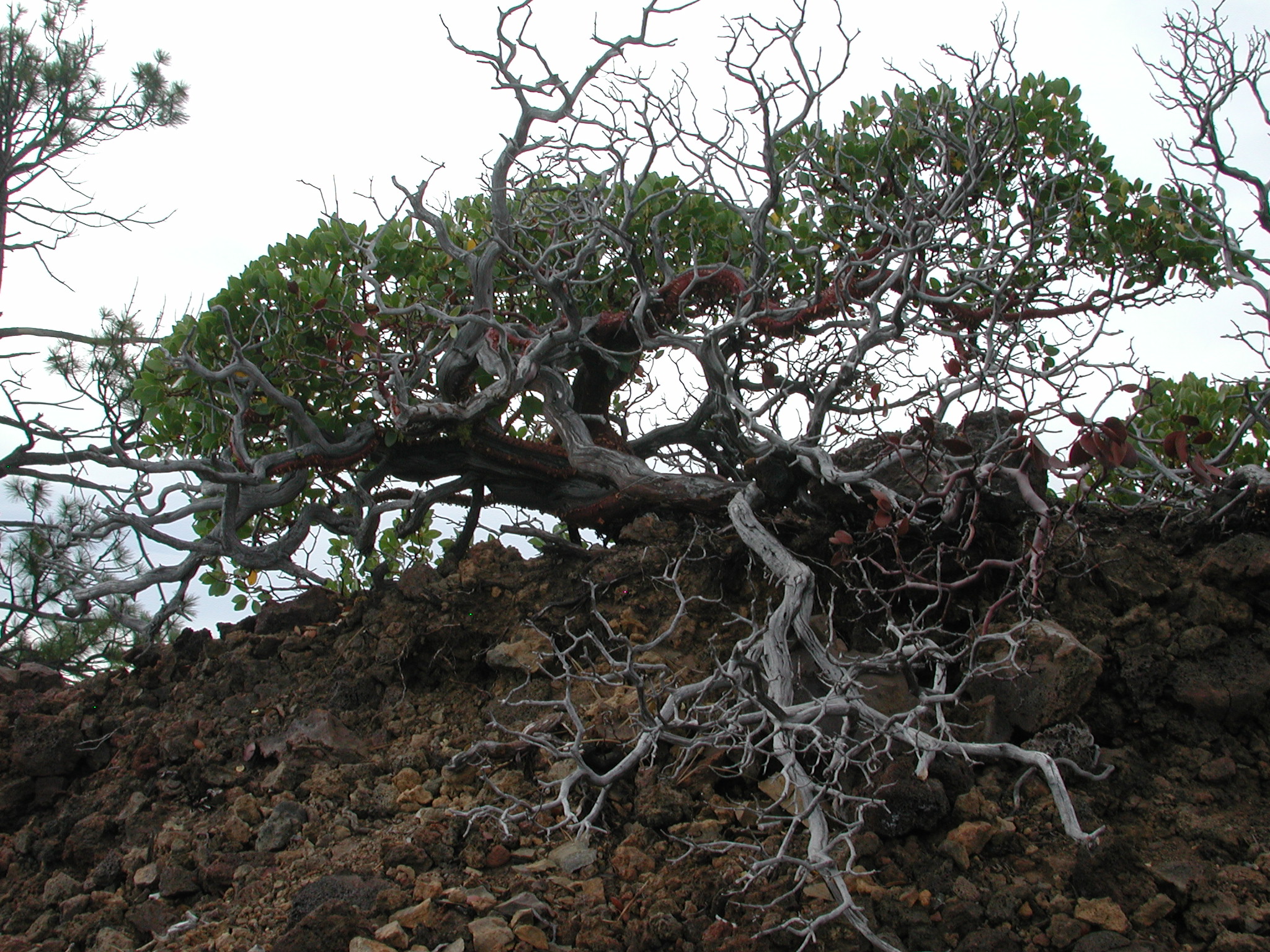 Manzanita Bush