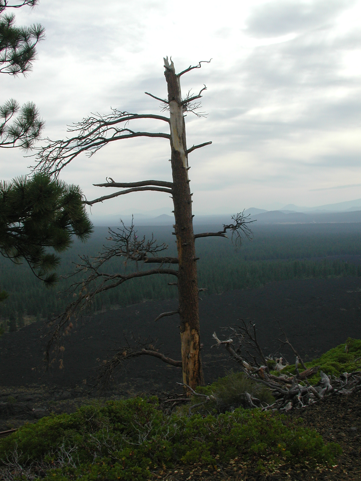 DSCN4805.JPG (1090204 bytes)