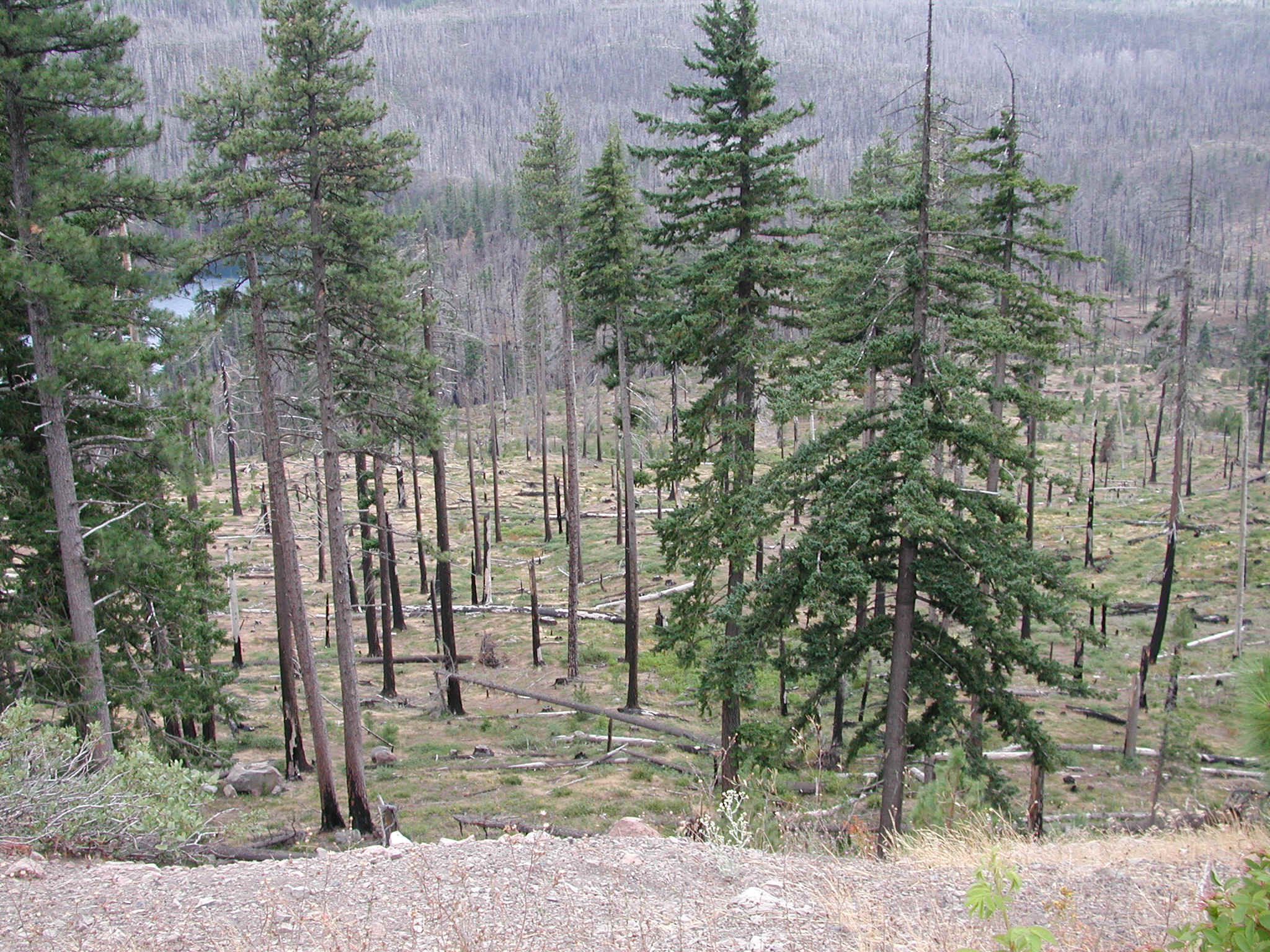 Forest Fire, Santiam Pass, Oregon Cascades