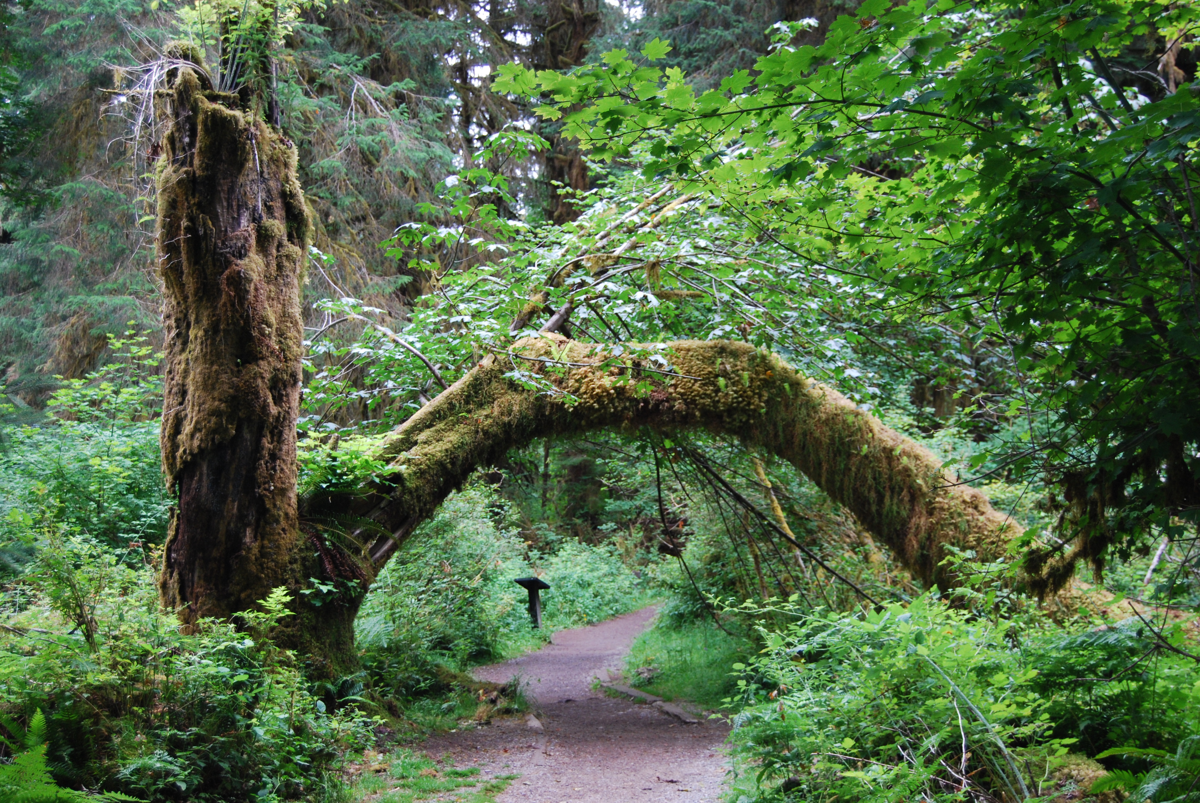 Rain forest Arch