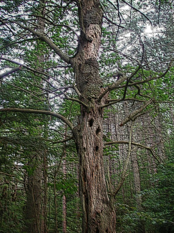Peckerwood Tree